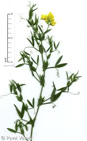 Attēlu rezultāti vaicājumam “Lathyrus pratensis fruit”