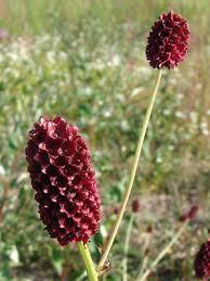 Image result for Sanguisorba officinalis