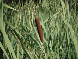 Attēlu rezultāti vaicājumam “Typha latifolia”