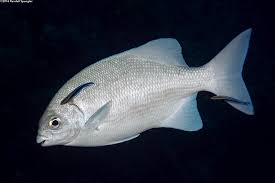 Image result for Kyphosus