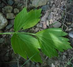 Attēlu rezultāti vaicājumam “Levisticum officinale”