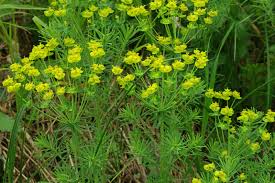 Attēlu rezultāti vaicājumam “Euphorbia cyparissias fruit”