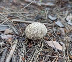 Attēlu rezultāti vaicājumam “Lycoperdon echinatum”