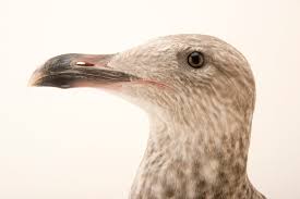 Attēlu rezultāti vaicājumam “Larus argentatus”