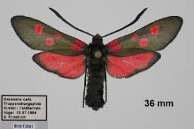 Attēlu rezultāti vaicājumam “Zygaena lonicerae”