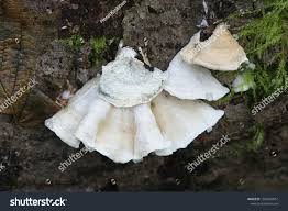 Attēlu rezultāti vaicājumam “Plicatura nivea”