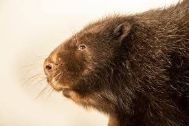 Image result for Castor fiber