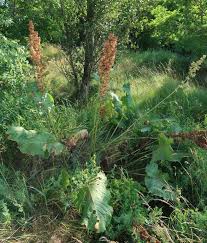 Attēlu rezultāti vaicājumam “Rumex confertus”