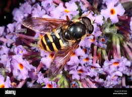 Attēlu rezultāti vaicājumam “Sericomyia lappona”