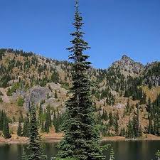 Attēlu rezultāti vaicājumam “Abies mariesii”