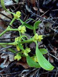 Attēlu rezultāti vaicājumam “Viscum album female flower”