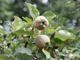 Attēlu rezultāti vaicājumam “Cydonia oblonga”