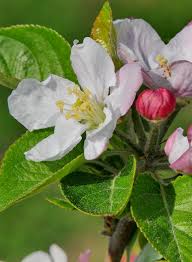 Attēlu rezultāti vaicājumam “Malus domestica flower”