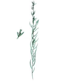 Attēlu rezultāti vaicājumam “Thesium alpinum”