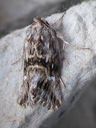 Attēlu rezultāti vaicājumam “Calophasia lunula”