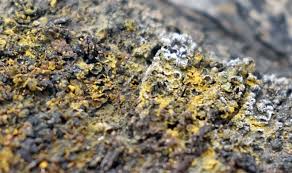 Attēlu rezultāti vaicājumam “Badhamiopsis sp.”