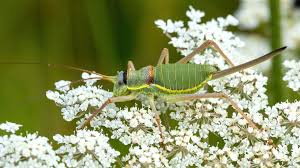 Attēlu rezultāti vaicājumam “Tettigoniodea”