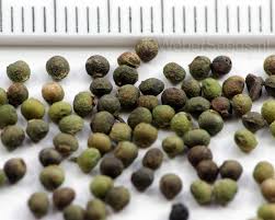 Attēlu rezultāti vaicājumam “Fumaria officinalis”