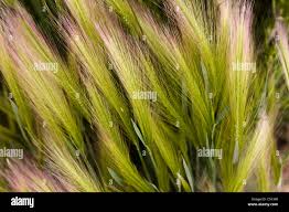 Attēlu rezultāti vaicājumam “Hordeum jubatum”