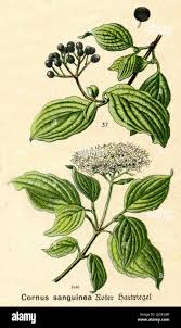 Attēlu rezultāti vaicājumam “Cornus sanguinea”