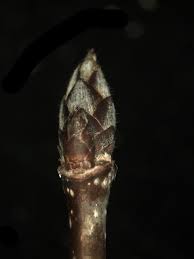 Attēlu rezultāti vaicājumam “Acer platanoides bud”