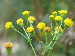 Attēlu rezultāti vaicājumam “Jacobaea vulgaris”