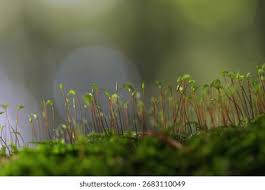 Attēlu rezultāti vaicājumam “Pohlia nutans sporophyte”