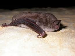 Attēlu rezultāti vaicājumam “Myotis daubentonii”