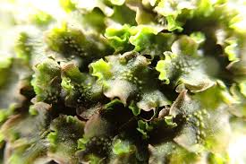 Attēlu rezultāti vaicājumam “Pellia epiphylla”