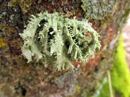 Attēlu rezultāti vaicājumam “Ramalina fastigiata”