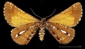 Attēlu rezultāti vaicājumam “Bupalus piniaria male”