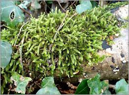 Attēlu rezultāti vaicājumam “Leucodon sciuroides”
