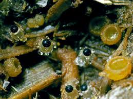 Attēlu rezultāti vaicājumam “Ascobolus furfuraceus”