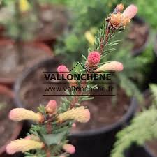 Attēlu rezultāti vaicājumam “Picea abies male flower”