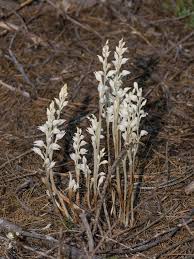 Attēlu rezultāti vaicājumam “Ophiotheca chrysosperma sessile”