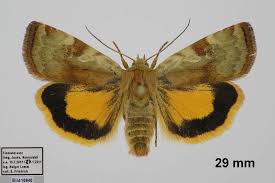 Attēlu rezultāti vaicājumam “Cryptocala chardinyi”