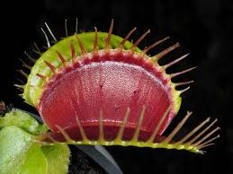 Attēlu rezultāti vaicājumam “Droseraceae”