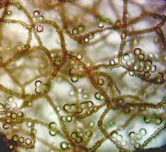 Attēlu rezultāti vaicājumam “Heterotrichia obvelata (syn. Arcyria obvelata)”