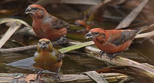 Image result for Loxia curvirostra