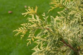 Attēlu rezultāti vaicājumam “Thuja plicata flower”