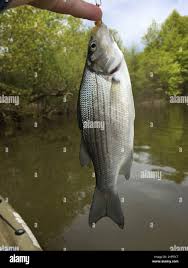 Image result for Morone chrysops