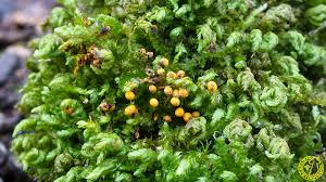 Attēlu rezultāti vaicājumam “Physarum oblatum macro”