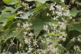 Attēlu rezultāti vaicājumam “Echinocystis lobata leaf”