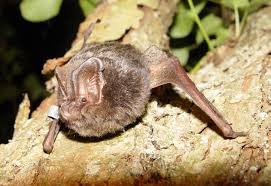 Attēlu rezultāti vaicājumam “Barbastella barbastellus”