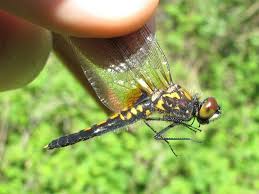 Attēlu rezultāti vaicājumam “Leucorrhinia caudalis male”