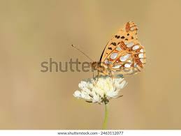 Attēlu rezultāti vaicājumam “Issoria lathonia upperside”