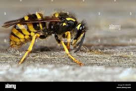 Attēlu rezultāti vaicājumam “Vespula germanica male”