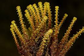 Attēlu rezultāti vaicājumam “Paludella squarrosa”