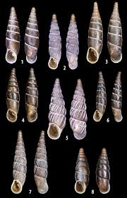 Attēlu rezultāti vaicājumam “Clausiliidae”