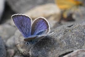 Attēlu rezultāti vaicājumam “Cyaniris semiargus male”